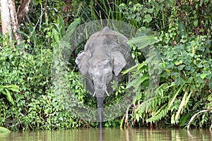 Borneo pygmy elephants Elephas maximus borneensis - Borneo Malaysia Asia