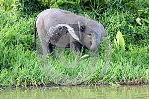 Borneo pygmy elephants Elephas maximus borneensis - Borneo Malaysia Asia