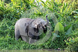 Borneo pygmy elephants Elephas maximus borneensis - Borneo Malaysia Asia photo