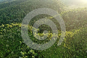 Borneo rainforest tree during sunrise at Sabah