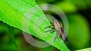 Borneo robber fly perching on the leaf.
