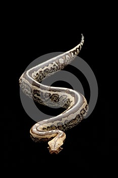 Borneo short-tailed blood python