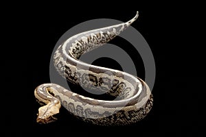 Borneo short-tailed blood python