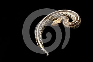 Borneo short-tailed blood python