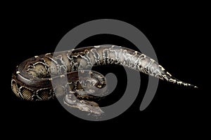 Borneo short-tailed blood python