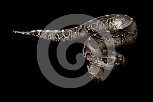 Borneo short-tailed blood python