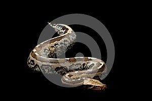 Borneo short-tailed blood python