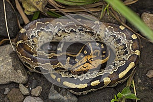Borneo short-tailed blood python snake Python curtus breitensteini