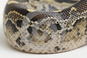Borneo short-tailed blood python snake isolated on white background.