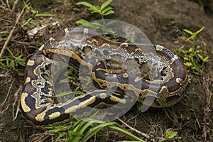 Borneo short-tailed blood python snake Python curtus breitensteini