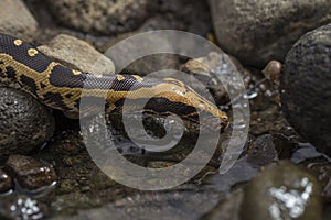 Borneo short-tailed blood python snake Python curtus breitensteini