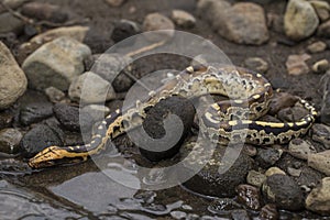 Borneo short-tailed blood python snake Python curtus breitensteini