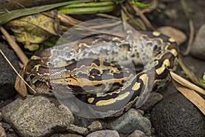 Borneo short-tailed blood python snake Python curtus breitensteini