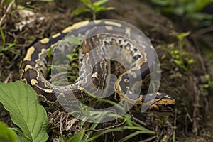 Borneo short-tailed blood python snake Python curtus breitensteini