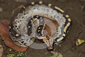 Borneo short-tailed blood python snake Python curtus breitensteini