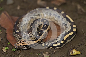 Sangre pitón serpiente pitón 