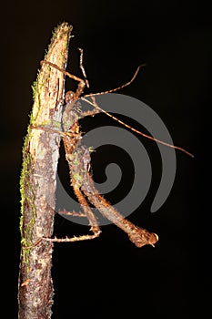 Borneo Spikey Stick Insect photo