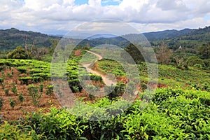 Borneo tea plantation in Malaysia