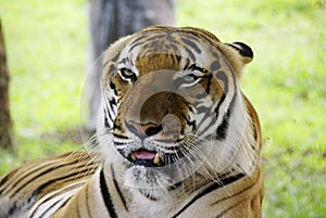 Borneo Tiger