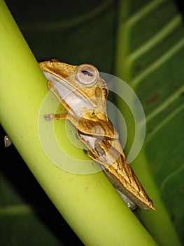 Borneo Tree Frog