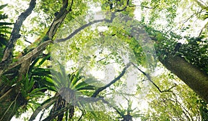 Borneo tropical rainforest Birdâ€™s nest ferns & trees