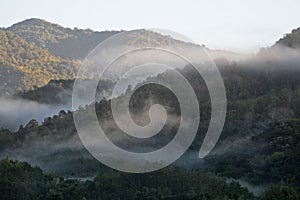 Borneo virgin forest