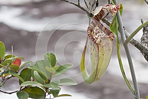 Borneo Wild Pitcher Plant Hangs by Tendril