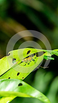 Borneo yellow assasin bug