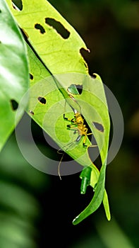 Borneo yellow assasin bug