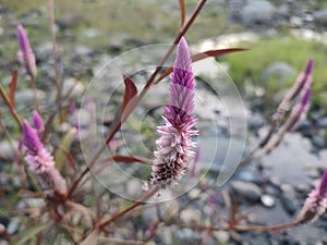 Boroco or Celosia argentea is a herbaceous plant originating from the tropics