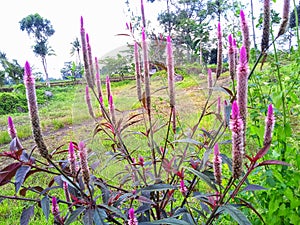 boroco flowers that thrive