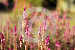 Boroco plant flowers (Celosia argentea L) that thrive and look beautiful.