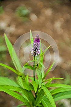 Boroco wild plants are purple in color
