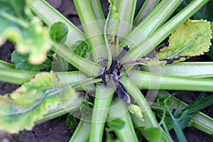 Boron deficiencies on sugar beet plants. Lack of nutrients in crops. Incorrect fertilization of plants. photo