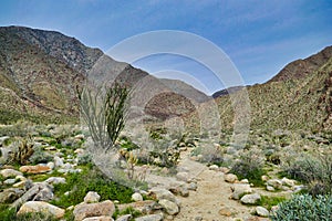 The Borrego Palm Canyon Trail, Anza-Borrego Desert State Park, California, USA