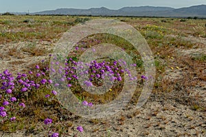 Borrego Springs Super Bloom