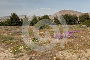 Borrego Springs Super Bloom