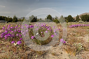 Borrego Springs Super Bloom