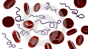 Borrelia bacteria in blood