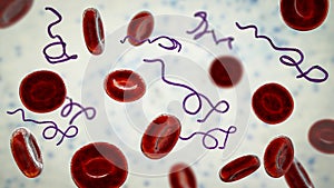 Borrelia bacteria in blood