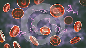 Borrelia bacteria in blood