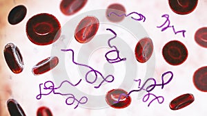 Borrelia bacteria in blood photo