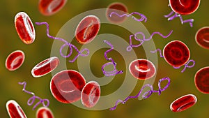Borrelia bacteria in blood photo