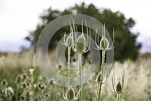 Borriquero thistle plant