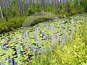 Borrow Ditch on Okefenokee Swamp Drive