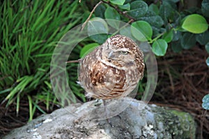 Borrowing owl Athene cunicularia in its habitat