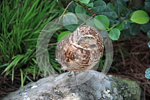 Borrowing owl Athene cunicularia in its habitat photo