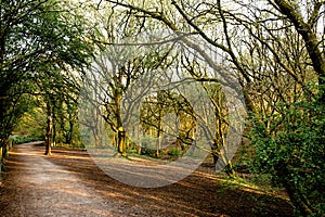 Borsdane Woods Local Nature Reserve, near Hindley, Wigan in Greater Manchester photographed early in the morning