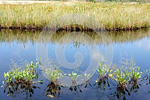 Borth Bog Nature Reserve in Wales, UK