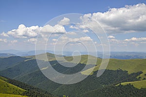 Borzhava mountain ridge covered green blueberries field and dense forest at summer. Carpathian Mountains